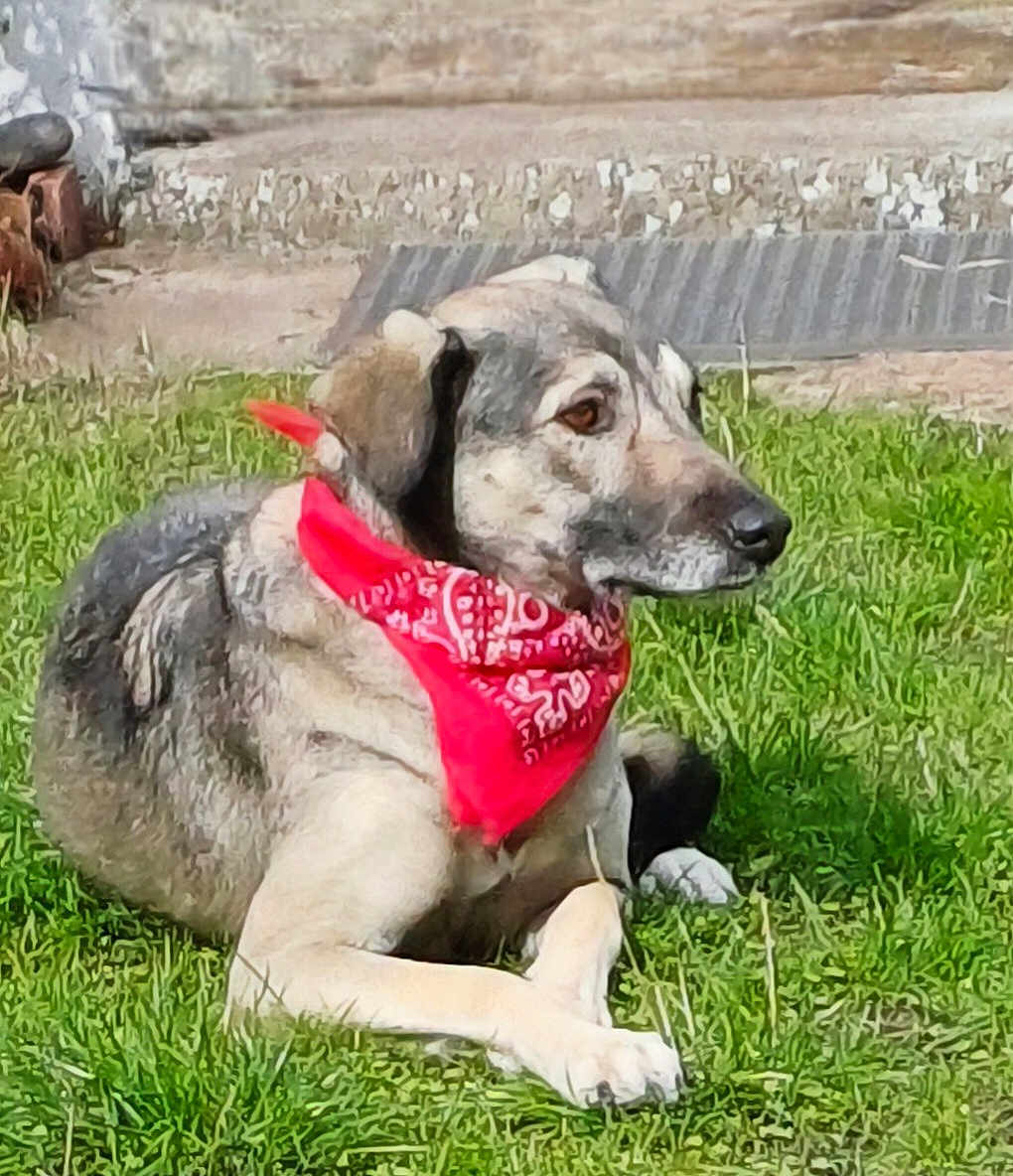 Biscotte participe au concours pour gagner de l'argent avec cette photo : dog, bandana, grass, outdoor, pet, canine, animal, resting, side_view, fur, paw, calm, alert, nature, domestic_animal, muzzle, ear, snout, background, concrete