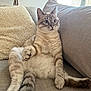 animal, cat, couch, cozy, curious, cushion, domestic, feline, fur, home, indoor, light, paw, pet, relaxed, seated, soft, tail, whiskers, window