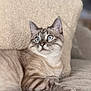 Médusa participe au concours pour gagner de l'argent avec cette photo : blue_eyes, calm, cat, closeup, couch, domestic_animal, feline, fur_pattern, home, indoor, lounging, neutral_colors, pet, portrait, relaxed, resting, sofa, soft_texture, striped_fur, whiskers