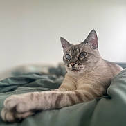 Médusa participe au concours pour gagner de l'argent avec cette photo : animal, bed, blanket, blue_eyes, calm, cat, cute, feline, fur, indoor, mammal, paw, pet, portrait, relaxed, resting, sleepy, soft_focus, stretching, whiskers