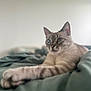 animal, bed, blanket, blue_eyes, calm, cat, cute, feline, fur, indoor, mammal, paw, pet, portrait, relaxed, resting, sleepy, soft_focus, stretching, whiskers