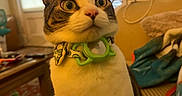 Thurston joined the competition — help win amazing prizes! blanket, blinds, cat, close_up, collar, couch, domestic_cat, fur, furniture, green, indoor, living_room, pet, portrait, sitting, surprised, tabby, whiskers, wide_eyes, window