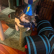 Thurston is registered to the contest to win money with this photo: animal, birthday, blue, cat, cat_tree, celebration, cozy, curious, cute, domestic_cat, feline, fur, indoor, party_hat, pet, playful, tabby_cat, toy_tunnels, whiskers, wooden_floor