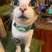Thurston is registered to the contest to win money with this photo: cat, wide_eyes, collar, indoor, pet, curious, whiskers, feline, close_up, green_collar, cat_tree, tabby, white_fur, brown_fur, pink_nose, domestic_cat, cute, animal, household, curiosity