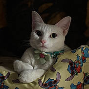 Lola joined the competition — help win amazing prizes! cat, white_cat, pet, animal, indoor, pillow, colorful, cute, collar, accessory, relaxed, portrait, feline, closeup, whiskers, ears, pink_nose, paw, sleepy, cozy