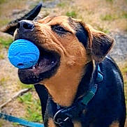 Eko joined the competition — help win amazing prizes! active, animal, ball, black_and_brown, canine, closeup, collar, daylight, dog, ears, fur, grass, happy, leash, mouth, nature, outdoor, pet, playful, toy