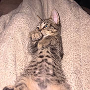 Dixie is registered to the contest to win money with this photo: animal, belly, blanket, cat, cozy, cute, ears, eyes, fur, indoor, kitten, lying_down, paw, pet, playful, resting, soft, striped, tabby, whiskers