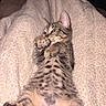 animal, belly, blanket, cat, cozy, cute, ears, eyes, fur, indoor, kitten, lying_down, paw, pet, playful, resting, soft, striped, tabby, whiskers