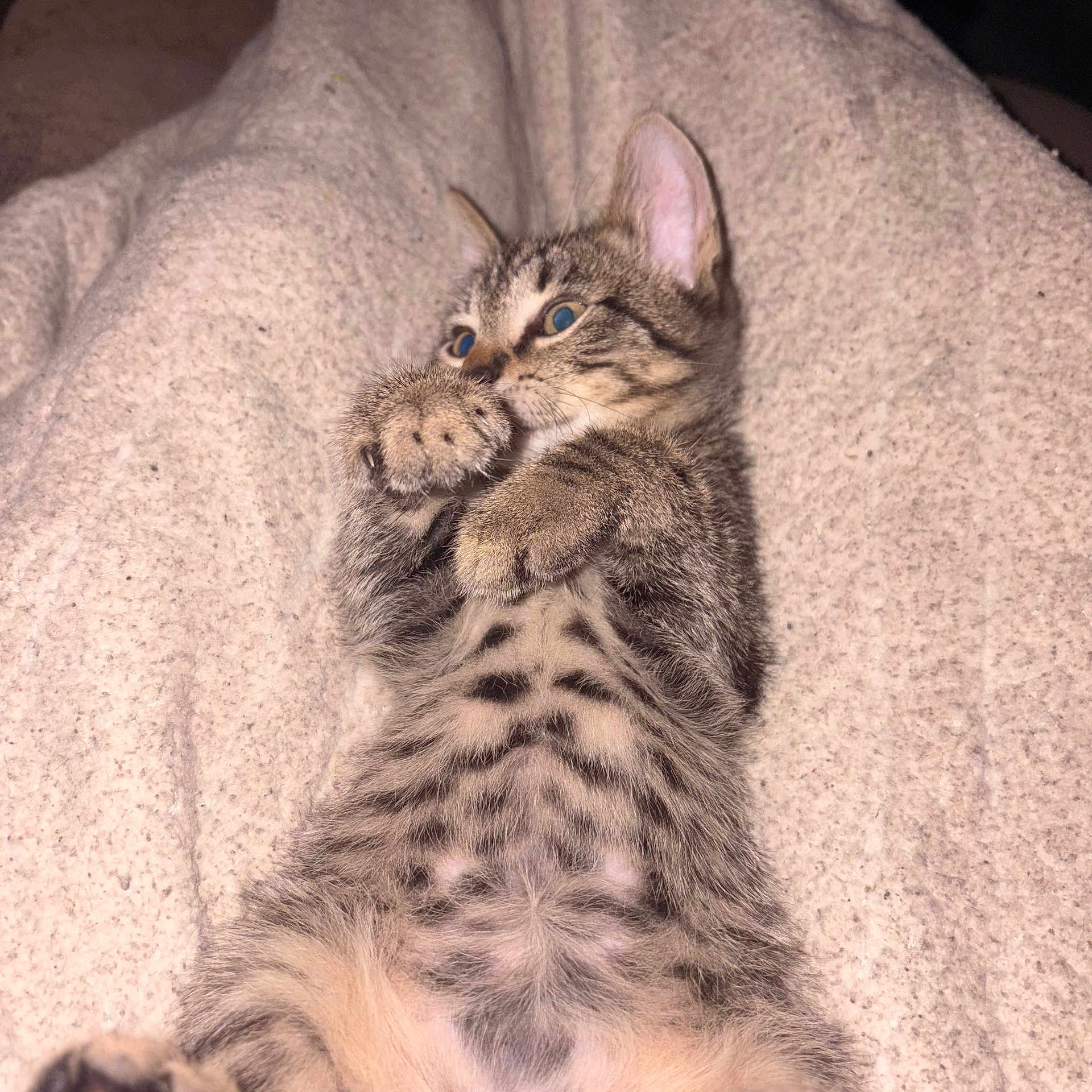 Dixie
