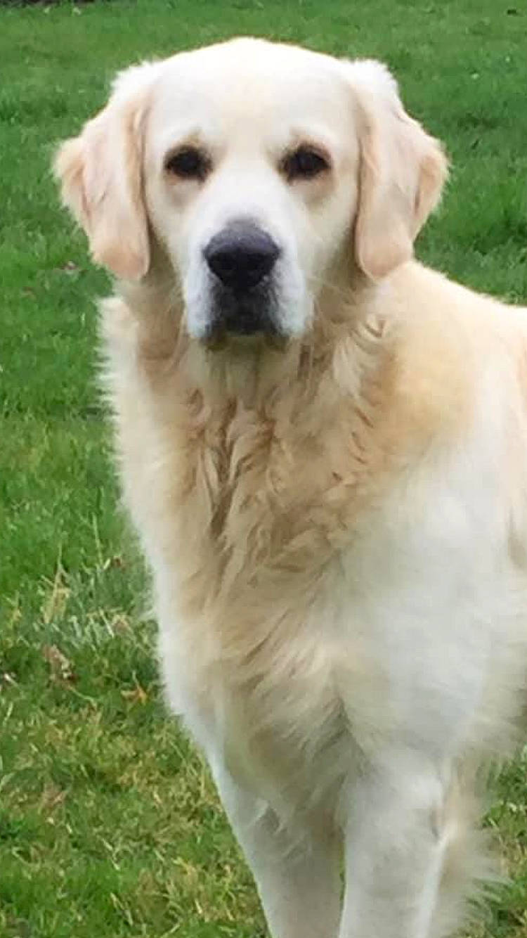 Ricardo a rejoint le concours — aidez-le/la à gagner de superbes lots ! ancient_dog_breeds, canidae, carnivore, companion_dog, dog, dog_breed, fawn, fur, golden_retriever, grass, gun_dog, plant, polish_tatra_sheepdog, snout, sporting_group, tail, terrestrial_animal, whiskers, working_animal, working_dog