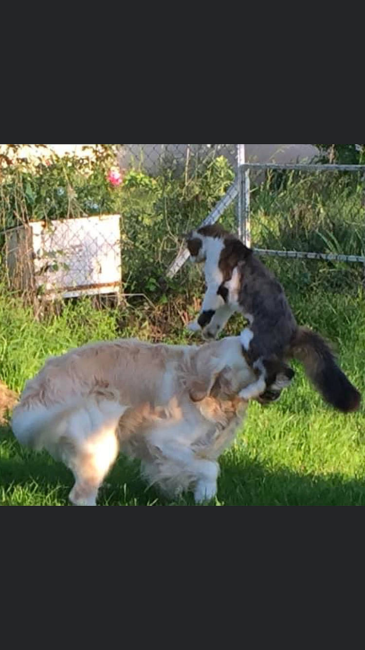 Ricardo a rejoint le concours — aidez-le/la à gagner de superbes lots ! canidae, carnivore, companion_dog, dog, dog_breed, felidae, fur, grass, herding_dog, lawn, plant, small_to_medium_sized_cats, snout, sporting_group, tail, terrestrial_animal, whiskers, working_animal, working_dog, yard