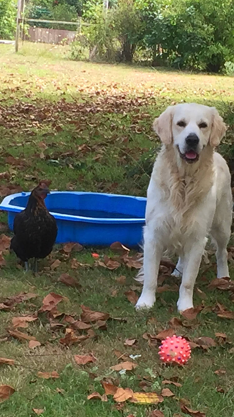 Ricardo a rejoint le concours — aidez-le/la à gagner de superbes lots ! akbash_dog, bird, canidae, carnivore, companion_dog, dog, dog_breed, garden, grass, great_pyrenees, gun_dog, livestock_guardian_dog, plant, polish_tatra_sheepdog, retriever, soil, tail, tree, working_dog, yard
