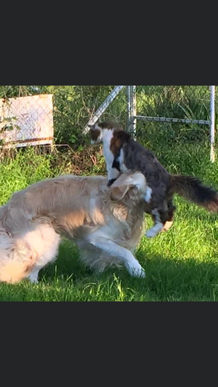 Ricardo a rejoint le concours — aidez-le/la à gagner de superbes lots ! australian_collie, border_collie, carnivore, companion_dog, dog, dog_breed, grass, herding_dog, plant, sporting_group, tail, terrestrial_animal, working_dog