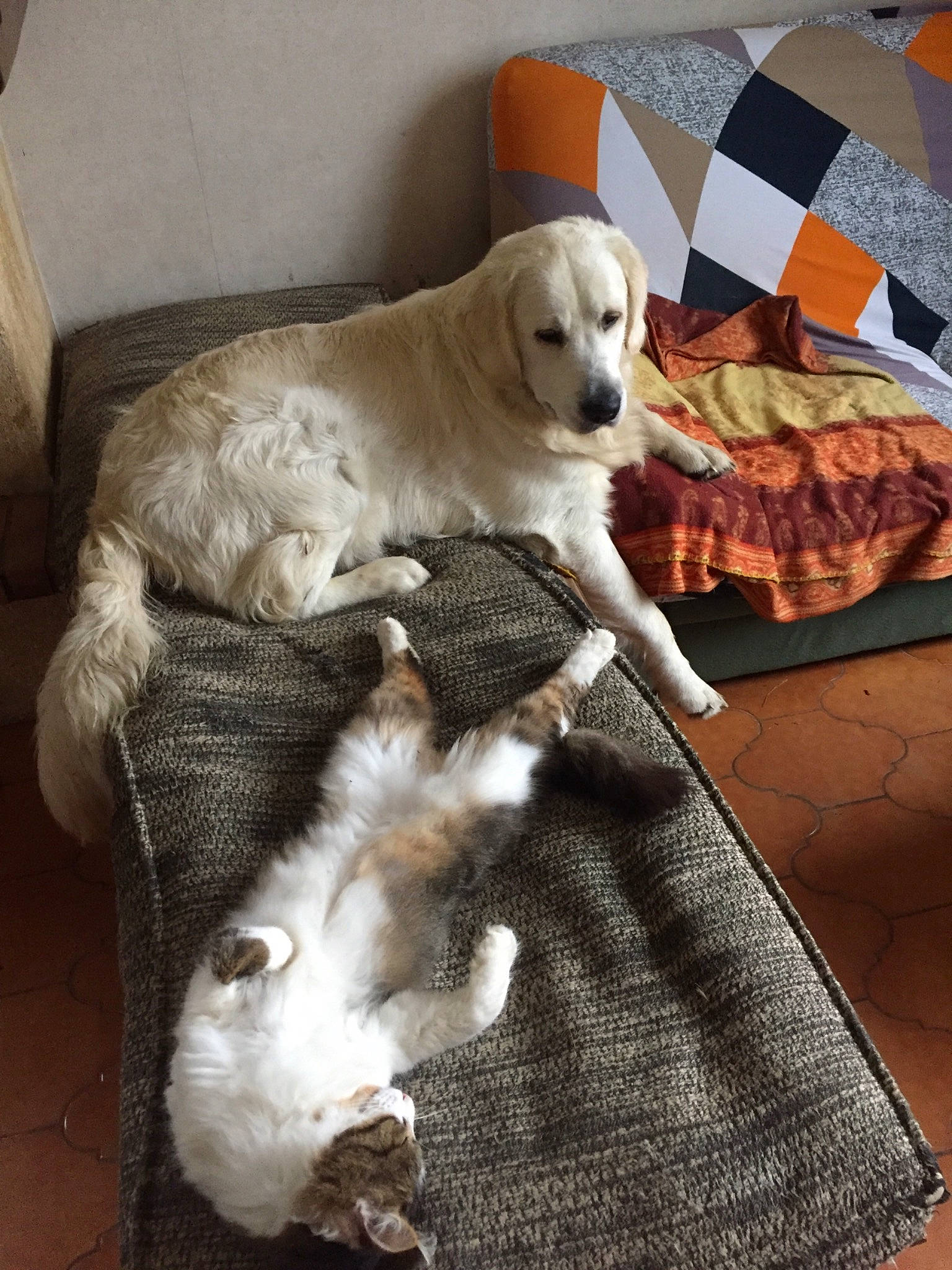 Malcom a rejoint le concours — aidez-le/la à gagner de superbes lots ! canidae, carnivore, comfort, companion_dog, couch, dog, dog_breed, dog_supply, fawn, flooring, fur, gun_dog, linens, paw, retriever, snout, sporting_group, tail, whiskers, working_animal