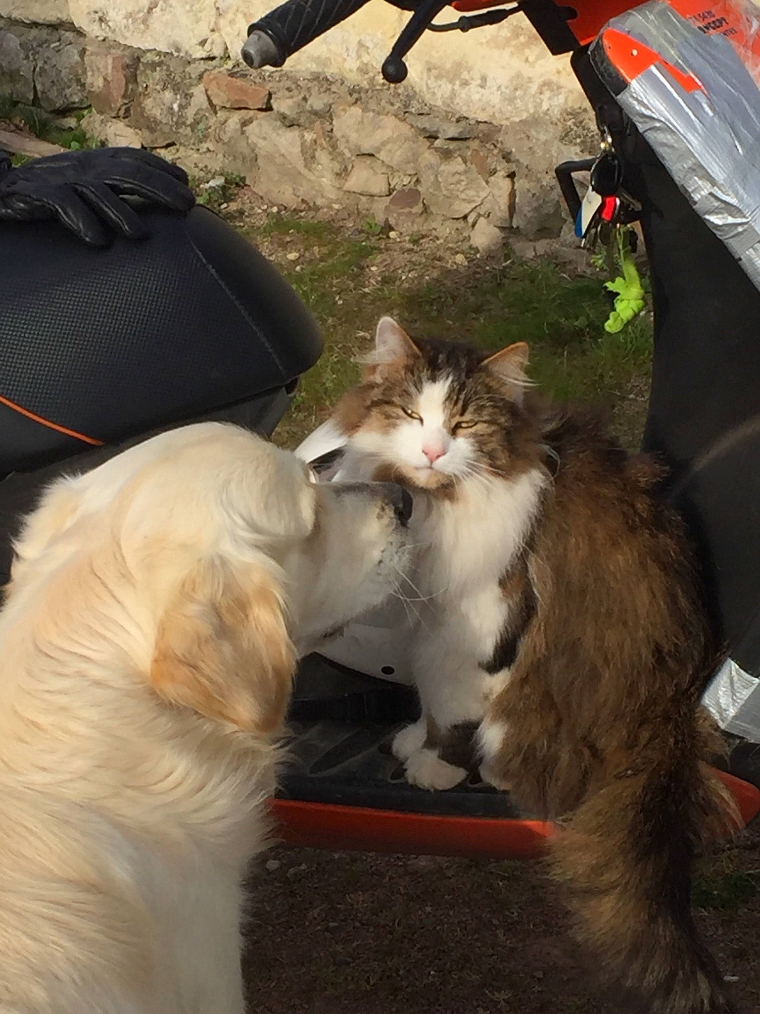 Malcom a rejoint le concours — aidez-le/la à gagner de superbes lots ! bag, carnivore, cat, claw, companion_dog, fang, fashion_accessory, felidae, fur, grass, lap, light, luggage_and_bags, mammal, paw, plant, small_to_medium_sized_cats, snout, tail, whiskers