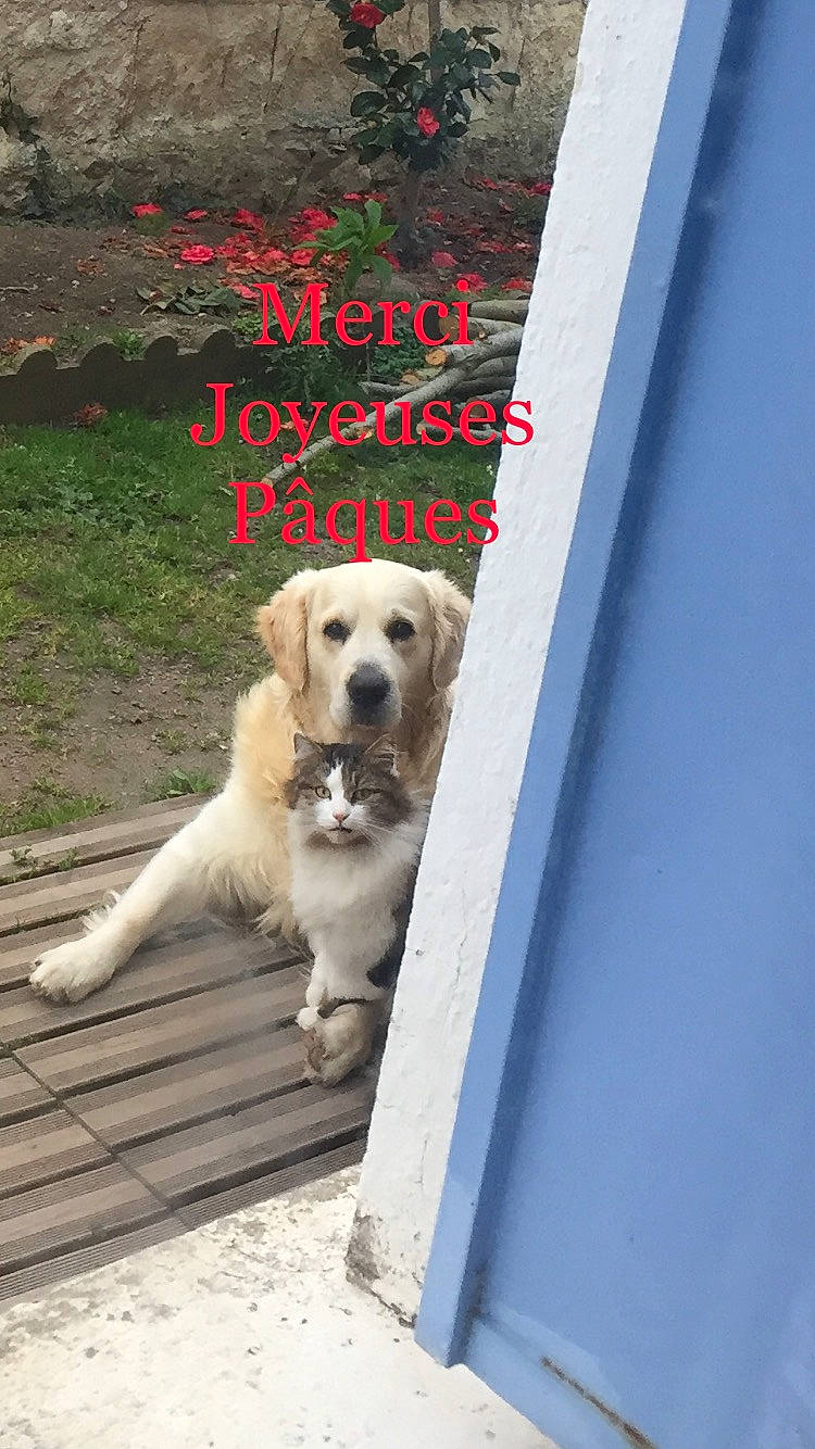 Malcom participe au concours pour gagner de l'argent avec cette photo : canidae, carnivore, collar, companion_dog, dog, dog_breed, dog_collar, dog_supply, door, fawn, font, gun_dog, paw, pet_supply, photo_caption, plant, retriever, sidewalk, snout, tail