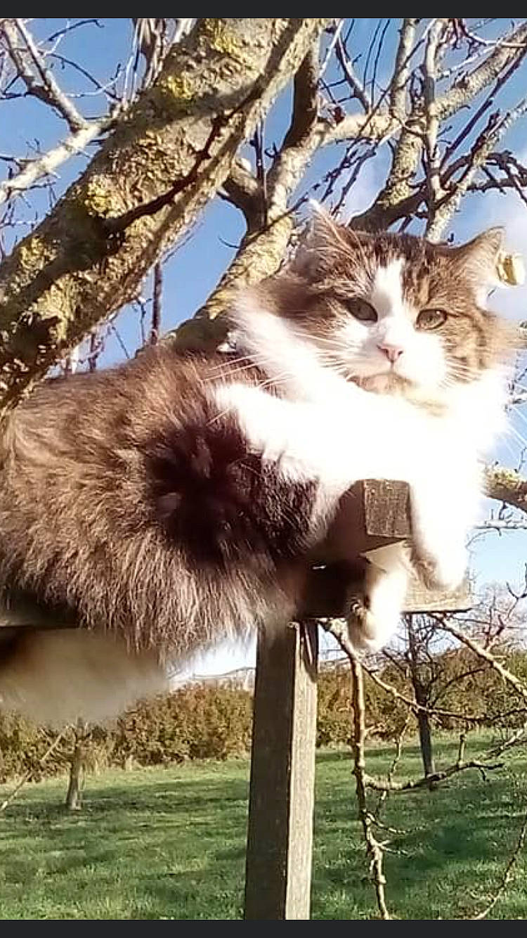 Malcom participe au concours pour gagner de l'argent avec cette photo : branch, carnivore, cat, domestic_short_haired_cat, fawn, felidae, fur, grass, grassland, plant, sky, small_to_medium_sized_cats, sunlight, tail, tree, twig, whiskers, wildlife, winter, wood