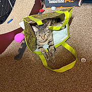 Little Kitty is registered to the contest to win money with this photo: cat, tabby_cat, shopping_bag, carpet, pet_toys, indoor, household_items, curious, relaxed, cozy, feline, animal, paw, ears, striped, crouching, floor, toy, plastic_cap, scratch_pad