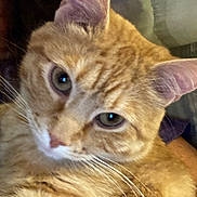 Murphee is registered to the contest to win money with this photo: cat, tabby_cat, orange_cat, pet, feline, whiskers, ears, eyes, nose, fur, closeup, portrait, indoor, bedding, blanket, couch, pillow, person_partial, human_hair, relaxed