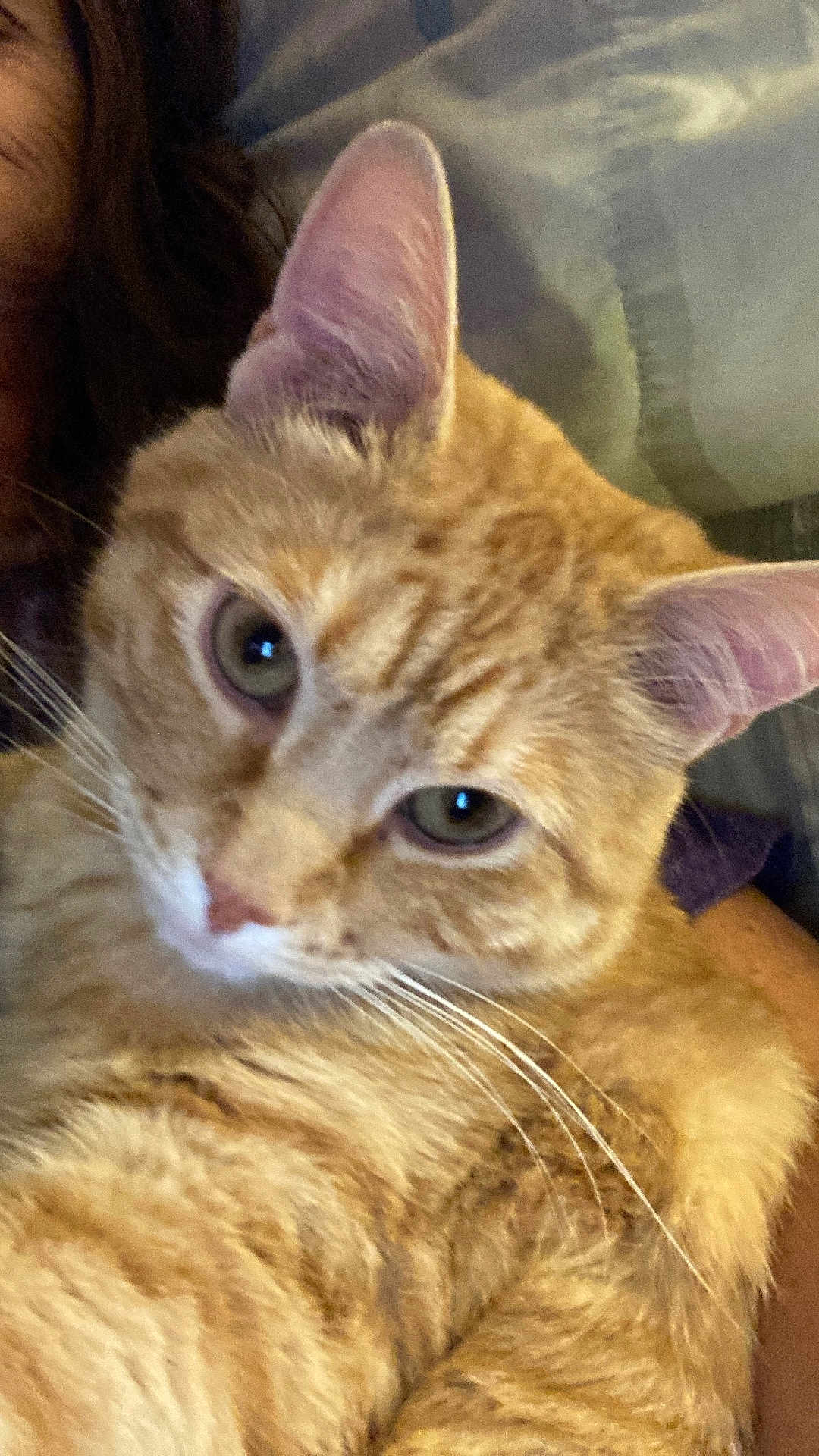 Murphee is registered to the contest to win money with this photo: cat, tabby_cat, orange_cat, pet, feline, whiskers, ears, eyes, nose, fur, closeup, portrait, indoor, bedding, blanket, couch, pillow, person_partial, human_hair, relaxed
