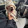 Kizmit is registered to the contest to win money with this photo: puppy, dog, bunny_hoodie, hoodie, car_interior, steering_wheel, lap, person_holding, yawning, cute, paw, hand, seat, rearview_mirror, window, trees, park, gray_clothing, puppy_paws, costume
