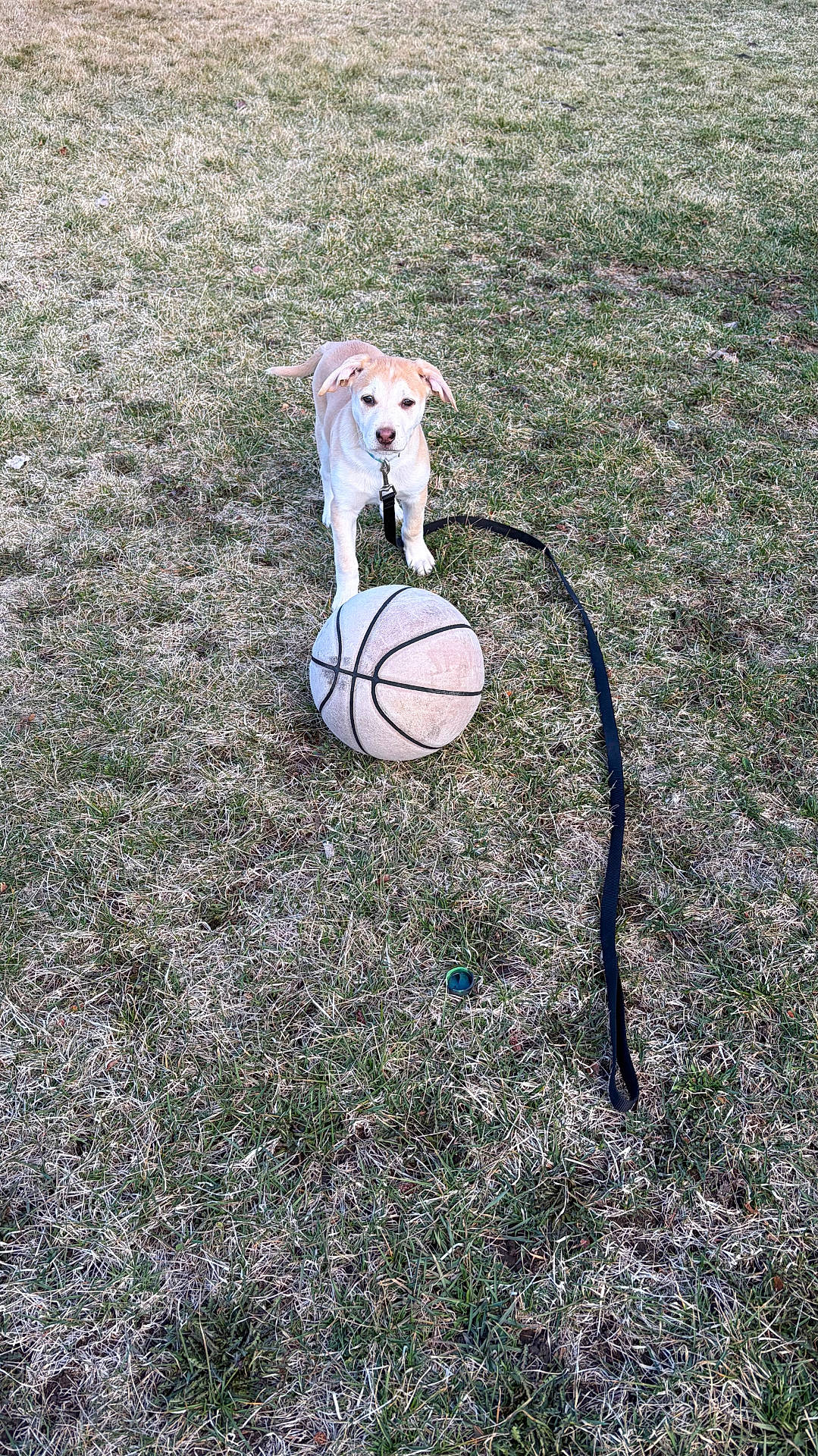 Kizmit joined the competition — help win amazing prizes! basketball, canine, collar, daylight, dog, dry_grass, field, friendly, grass, leash, looking_up, outdoor, pet, play, puppy, sports_ball, standing, tan_dog, toy, yard