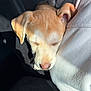 adorable, blanket, canine, car_interior, close_up, cute, dog, ears, fur, napping, nose, pet, portrait, puppy, shadow, sleeping, soft, sunlight, sweatshirt, whiskers