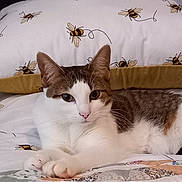 Hettie is registered to the contest to win money with this photo: animal, bed, bee_pattern, brown, cat, comfort, cozy, cute, domestic, ears, feline, fur, indoor, pet, pillow, quilt, relaxed, resting, whiskers, white