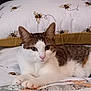 animal, bed, bee_pattern, brown, cat, comfort, cozy, cute, domestic, ears, feline, fur, indoor, pet, pillow, quilt, relaxed, resting, whiskers, white