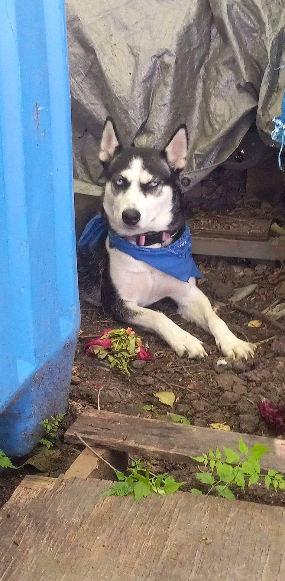 Rosey is registered to the contest to win money with this photo: canidae, carnivore, companion_dog, dog, dog_breed, dog_supply, fawn, grass, non_sporting_group, pet_supply, plant, siberian_husky, sitting, sled_dog, snout, soil, sporting_group, tail, working_animal, working_dog
