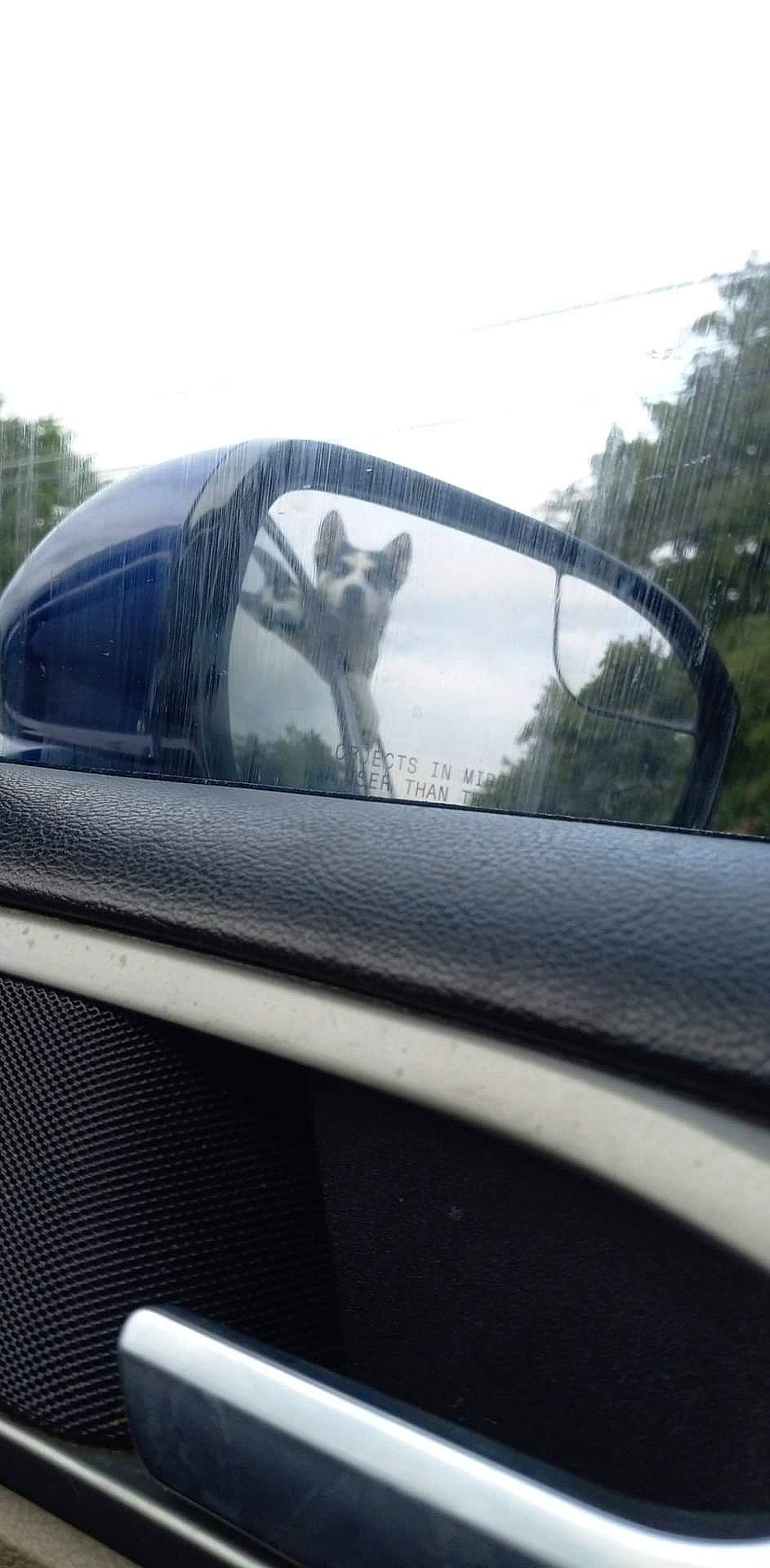 Rosey is registered to the contest to win money with this photo: auto_part, automotive_design, automotive_exterior, automotive_lighting, automotive_mirror, automotive_side_view_mirror, glass, hood, motor_vehicle, personal_luxury_car, rear_view_mirror, rim, sky, tints_and_shades, tree, vehicle, vehicle_door, window, windscreen_wiper, windshield