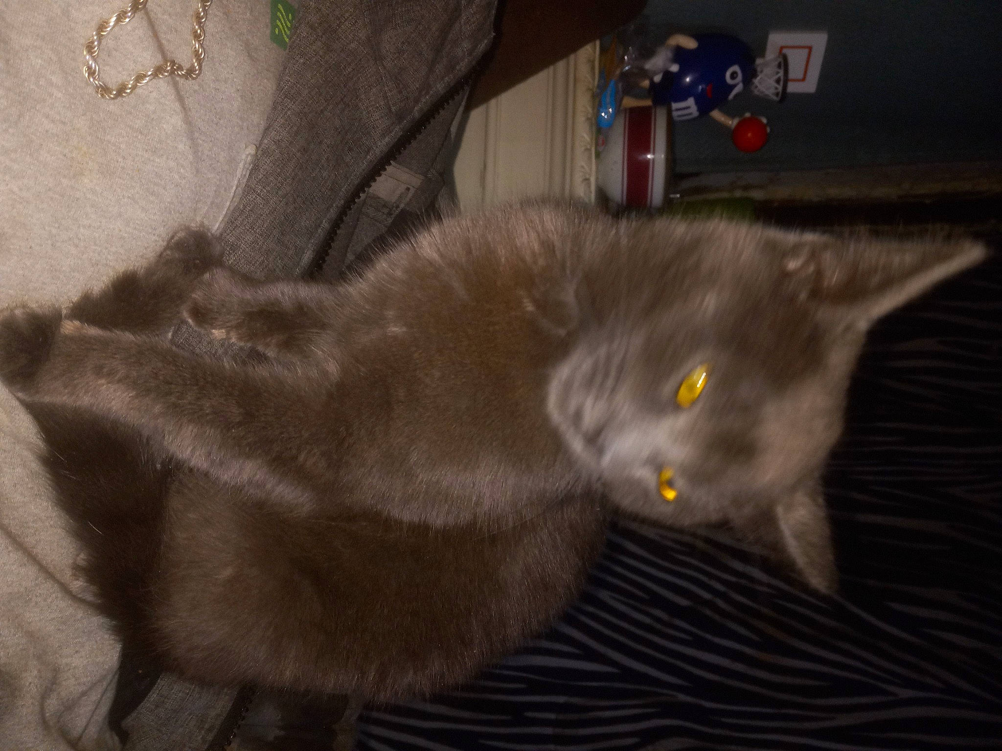 Dyno joined the competition — help win amazing prizes! carnivore, cat, domestic_short_haired_cat, felidae, fur, grey, russian_blue, small_to_medium_sized_cats, snout, tail, whiskers