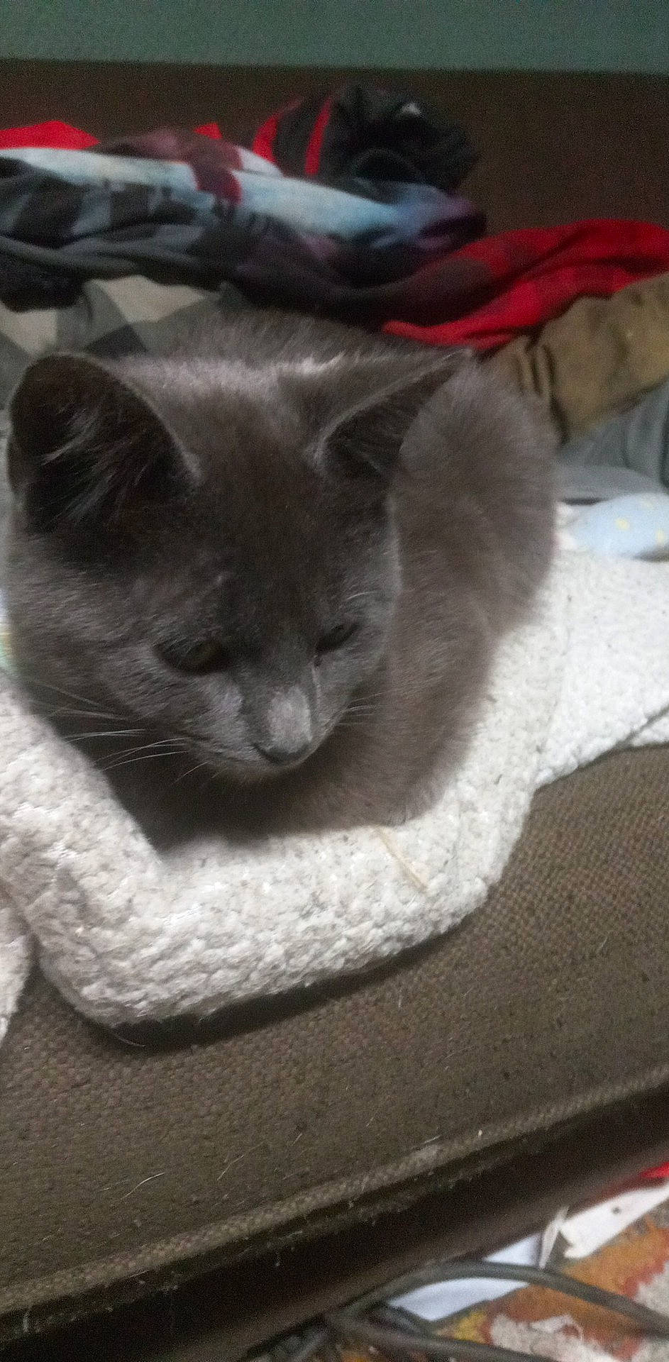 Dyno joined the competition — help win amazing prizes! black_cat, carnivore, cat, comfort, domestic_short_haired_cat, felidae, fur, grey, linens, russian_blue, small_to_medium_sized_cats, snout, terrestrial_animal, whiskers