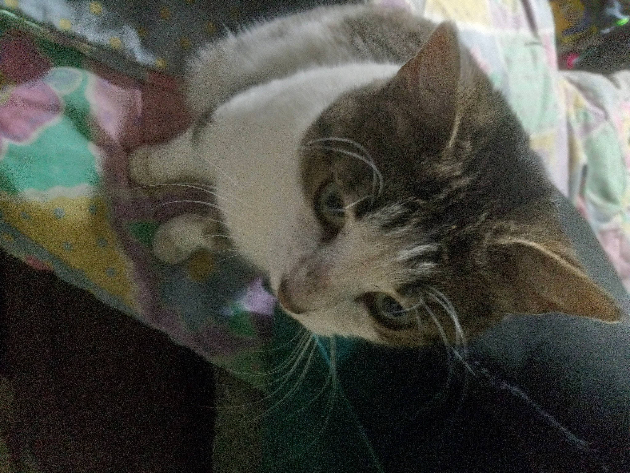 Sweetpea is registered to the contest to win money with this photo: carnivore, cat, comfort, domestic_short_haired_cat, ear, felidae, fur, paw, small_to_medium_sized_cats, snout, tail, whiskers