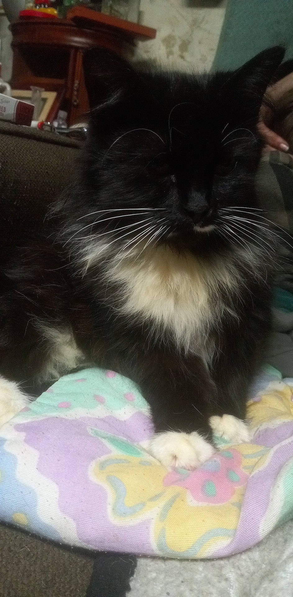 Monster joined the competition — help win amazing prizes! black_cat, carnivore, cat, claw, comfort, companion_dog, domestic_short_haired_cat, felidae, foot, fur, nap, paw, small_to_medium_sized_cats, snout, tail, terrestrial_animal, textile, whiskers