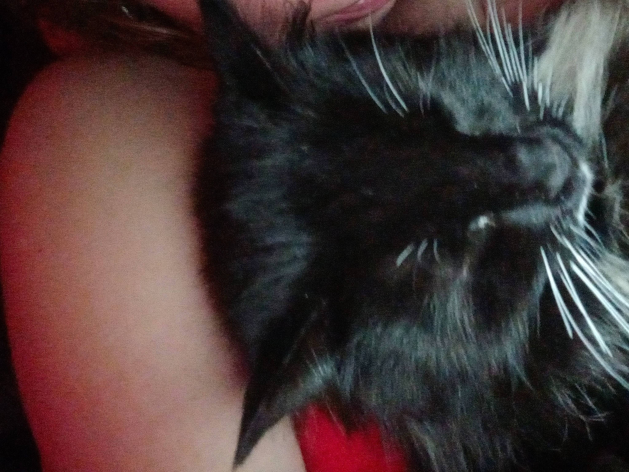 Monster joined the competition — help win amazing prizes! black_cat, carnivore, cat, claw, comfort, ear, eyelash, fashion_accessory, felidae, flesh, fur, gesture, hair_coloring, liver, nose, small_to_medium_sized_cats, snout, sunglasses, tail, whiskers