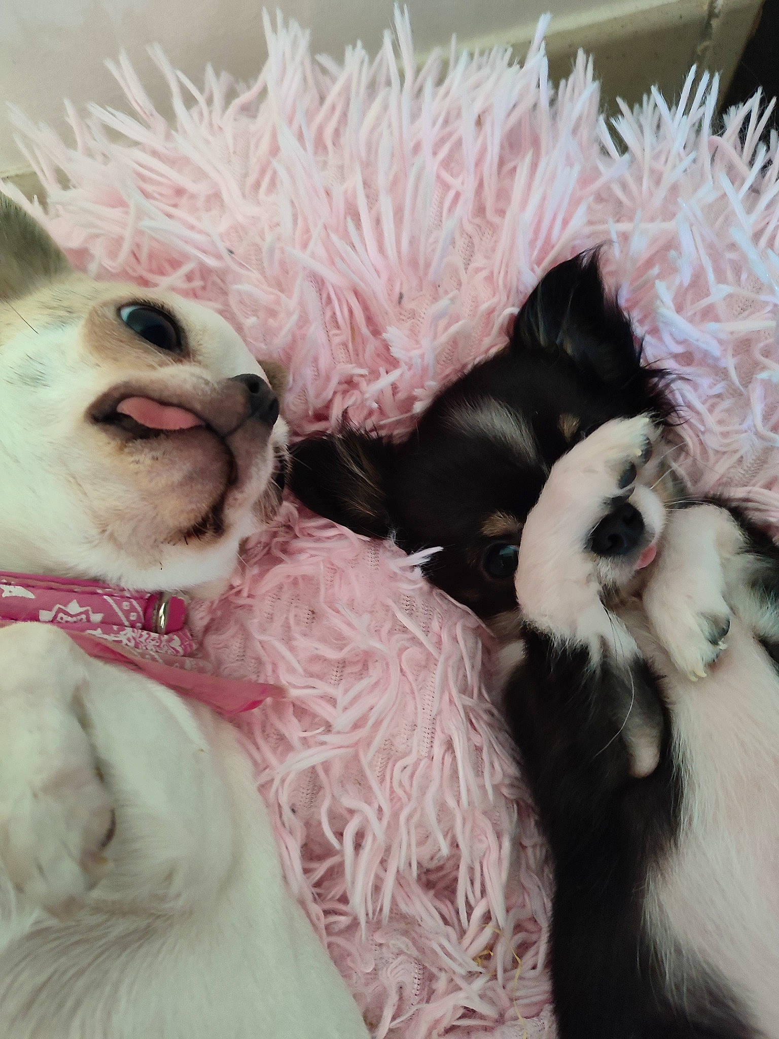 Raven a rejoint le concours — aidez-le/la à gagner de superbes lots ! bow_tie, canidae, carnivore, companion_dog, dog_breed, event, fawn, feather, felidae, fur, llama, paw, pink, small_to_medium_sized_cats, snout, stuffed_toy, tail, teddy_bear, toy, whiskers