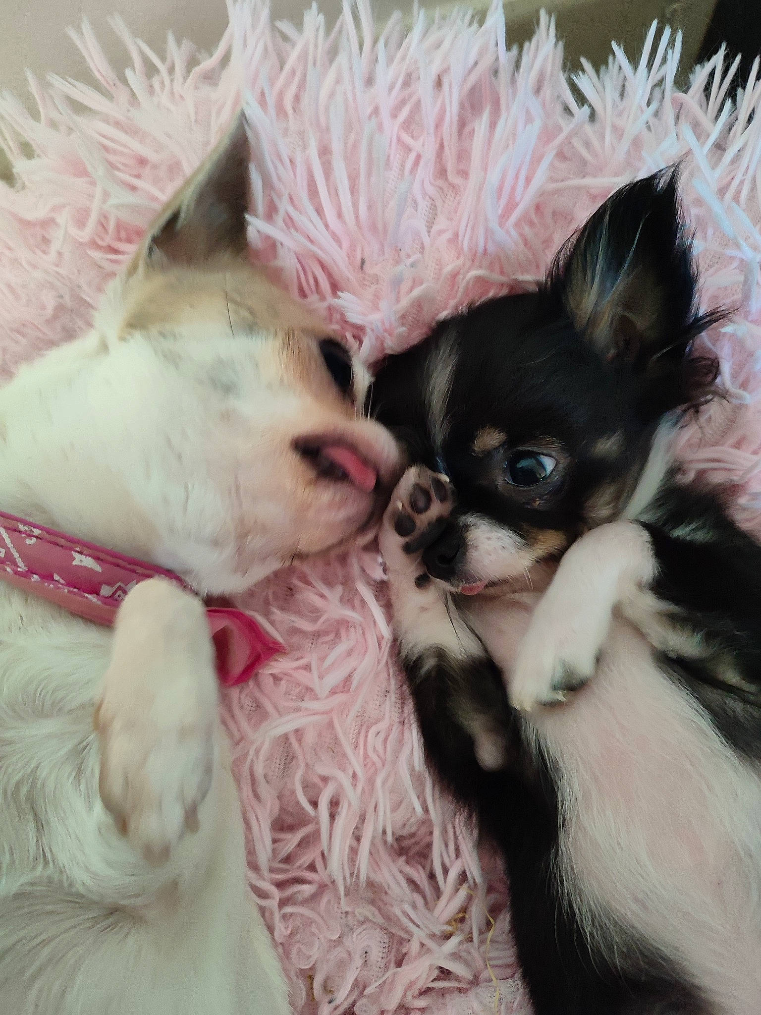 Raven a rejoint le concours — aidez-le/la à gagner de superbes lots ! canidae, carnivore, cat, chihuahua, companion_dog, dog, dog_breed, dog_supply, fawn, felidae, fur, mammal, non_sporting_group, paw, snout, terrestrial_animal, toy_dog, vertebrate, whiskers, working_animal