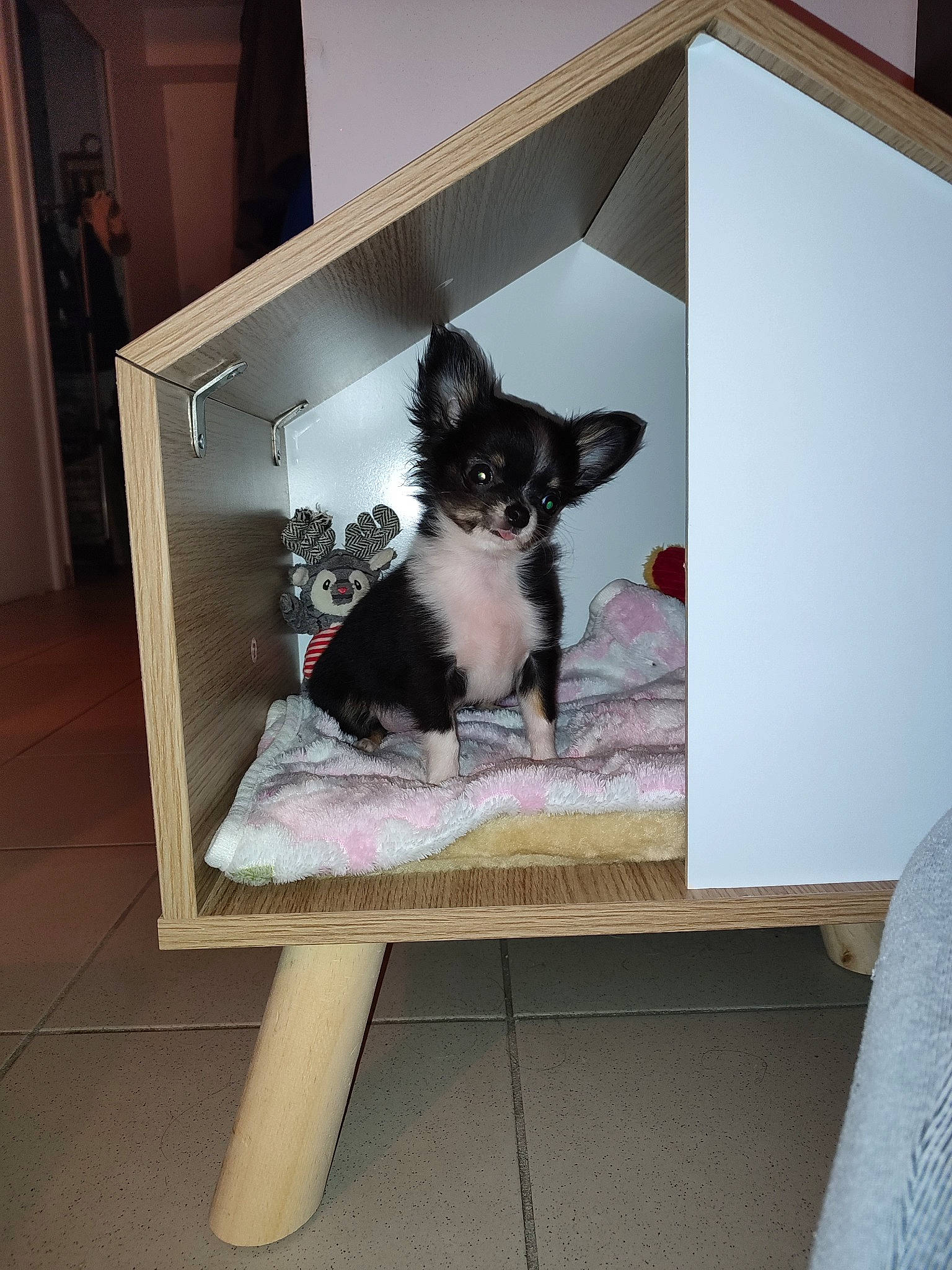 Raven participe au concours pour gagner de l'argent avec cette photo : art, canidae, carnivore, cat_supply, comfort, companion_dog, dog_breed, felidae, fur, linens, pattern, pet_supply, picture_frame, rectangle, room, small_to_medium_sized_cats, sporting_group, tail, television, whiskers