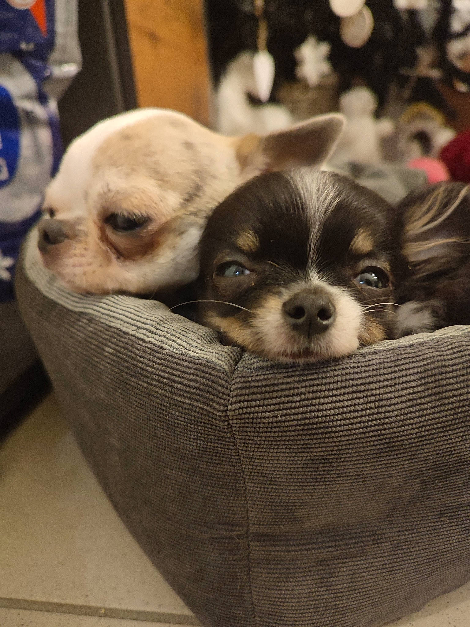 Raven a rejoint le concours — aidez-le/la à gagner de superbes lots ! basket, canidae, carnivore, chihuahua, companion_dog, dog, dog_breed, dog_clothes, dog_crate, dog_supply, fawn, fur, home_accessories, pet_supply, puppy, snout, sporting_group, toy_dog, whiskers, working_animal