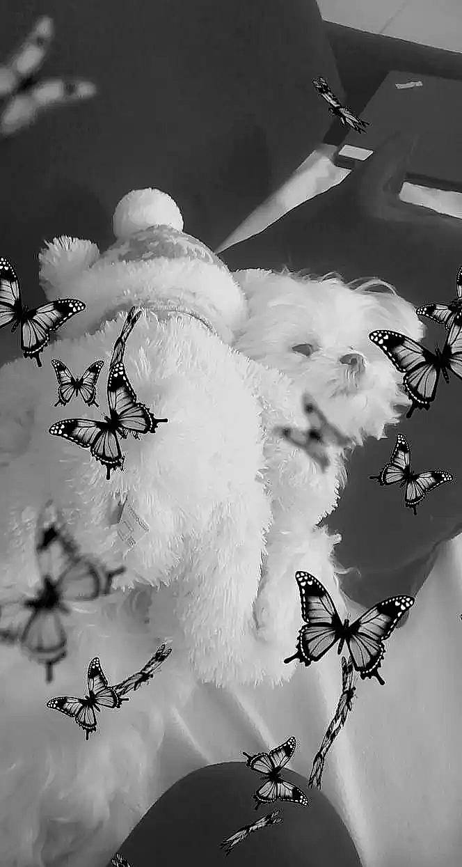 Poppy a rejoint le concours — aidez-le/la à gagner de superbes lots ! art, beauty, black, black_and_white, branch, companion_dog, font, happy, line, monochrome, monochrome_photography, organism, pattern, petal, photograph, still_life_photography, stock_photography, style, twig, white