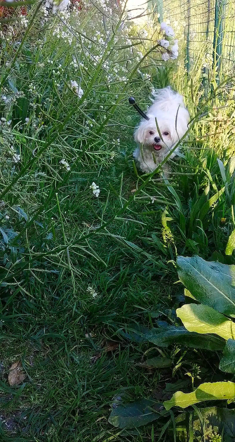 Poppy participe au concours pour gagner de l'argent avec cette photo : carnivore, cat, companion_dog, dog, dog_breed, fawn, felidae, flowering_plant, fur, grass, grass_family, groundcover, leaf, plant, shrub, soil, sporting_group, tail, toy_dog, whiskers