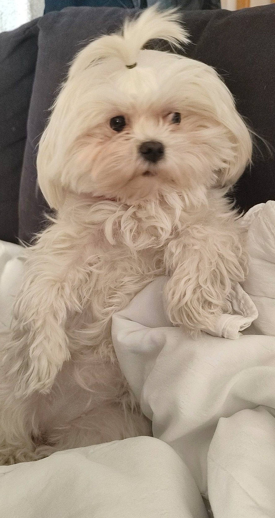 Poppy a rejoint le concours — aidez-le/la à gagner de superbes lots ! canidae, carnivore, companion_dog, dog, dog_breed, dog_supply, firefighter, fur, maltepoo, non_sporting_group, plant, puppy, puppy_love, shih_poo, small_terrier, sporting_group, terrier, toy_dog, whiskers, working_animal