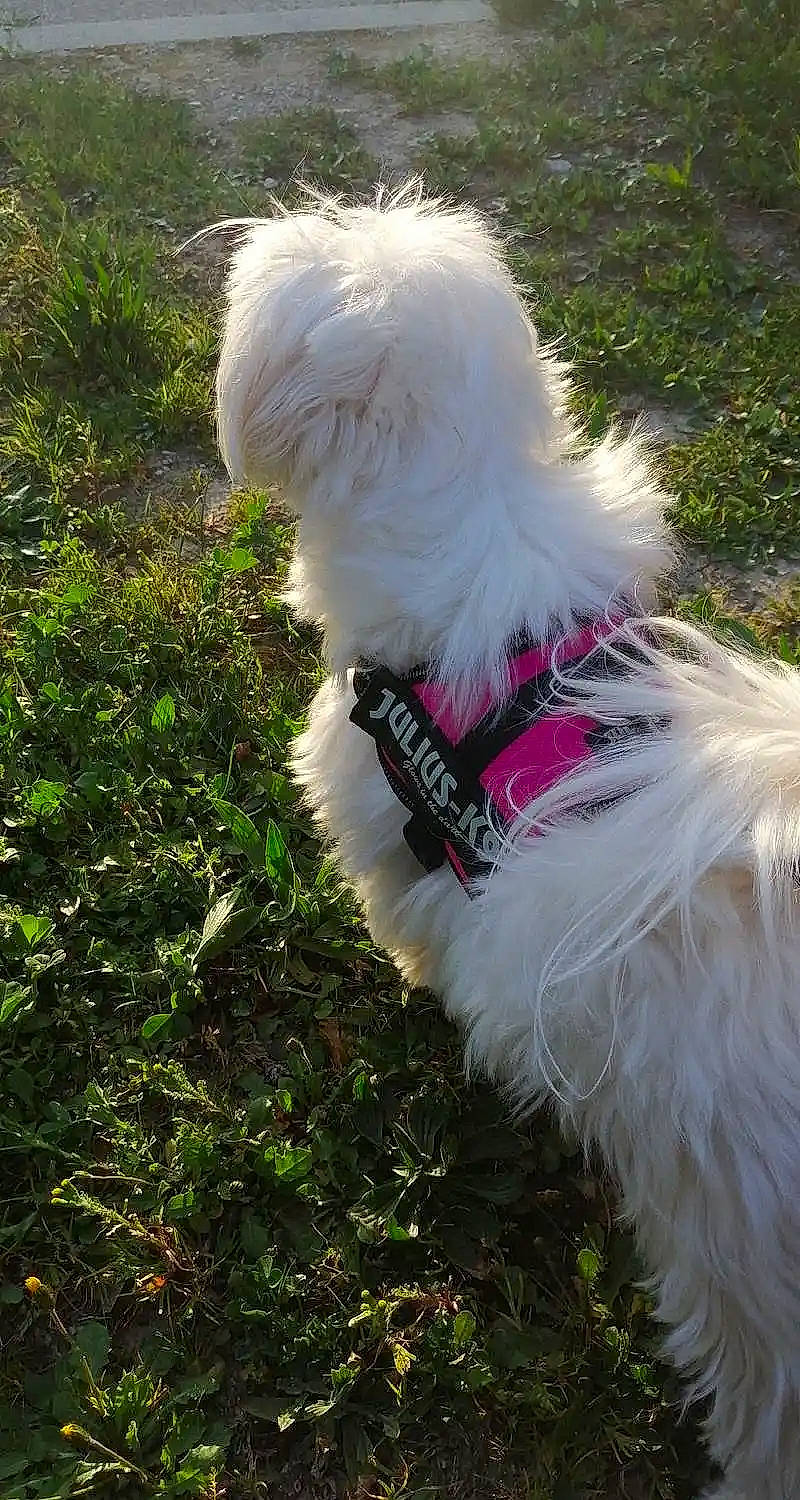 Roxy Ruby Et Poppy a rejoint le concours — aidez-le/la à gagner de superbes lots ! canidae, carnivore, collar, companion_dog, dog, dog_breed, dog_clothes, dog_collar, dog_supply, grass, leash, pet_supply, plant, small_terrier, sporting_group, tail, terrier, toy, toy_dog, working_animal