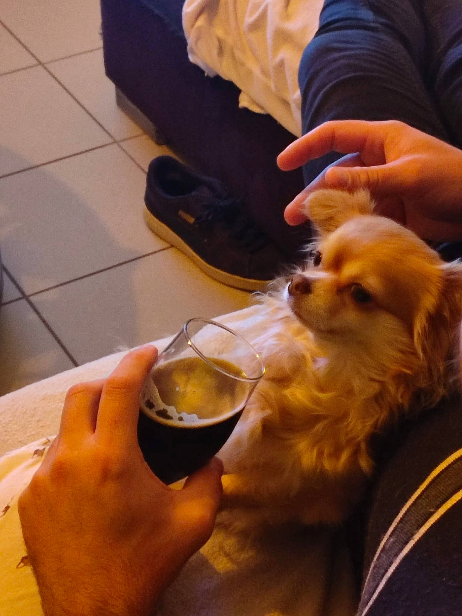 Roxy Ruby Et Poppy a rejoint le concours — aidez-le/la à gagner de superbes lots ! alcoholic_beverage, barware, beer, carnivore, companion_dog, dog, dog_breed, drink, drinking, drinkware, eyewear, flooring, fur, pomeranian, snout, stemware, tableware, toy_dog, wine, wine_glass