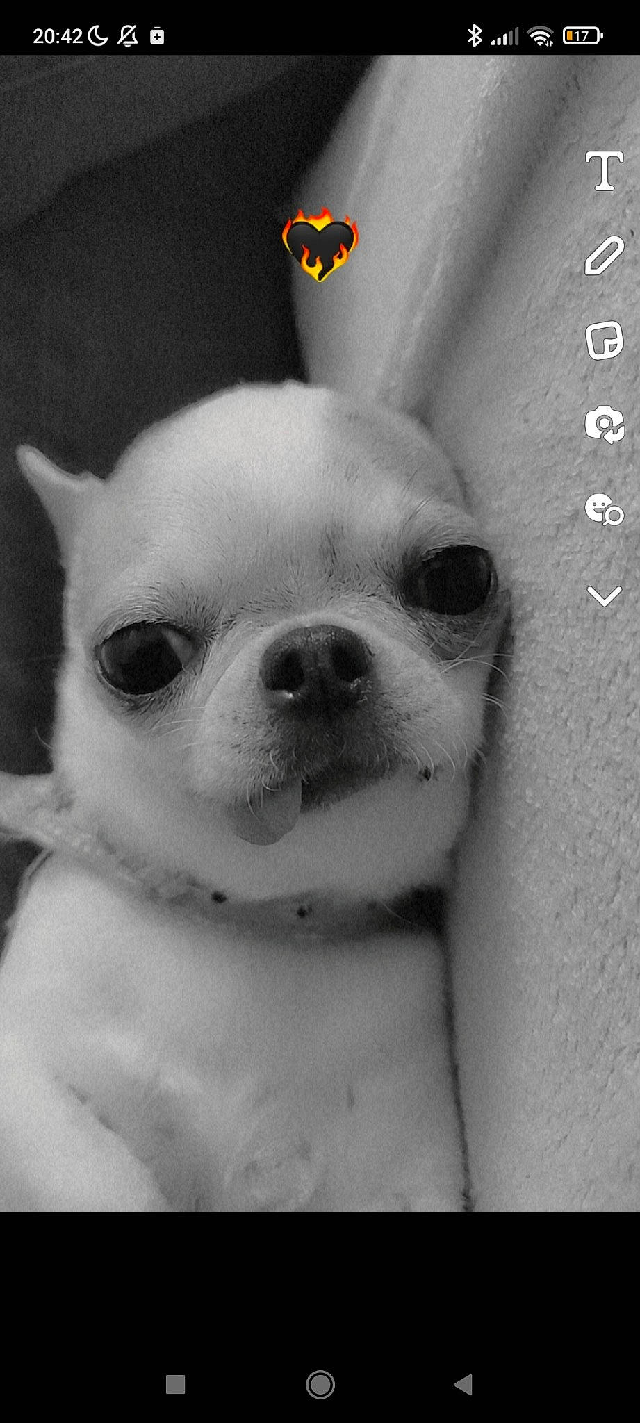 Roxy Ruby Et Poppy a rejoint le concours — aidez-le/la à gagner de superbes lots ! canidae, carnivore, chihuahua, companion_dog, dog, dog_breed, ear, fawn, fur, human_body, jaw, monochrome, monochrome_photography, nose, snout, sporting_group, toy_dog, whiskers, white, working_animal