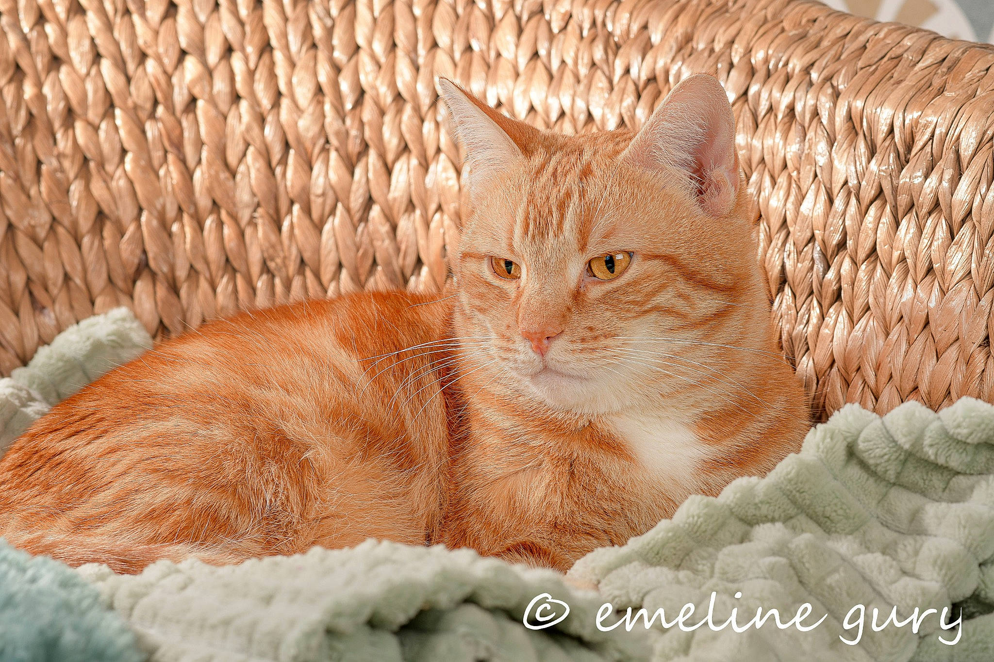 Marco participe au concours pour gagner de l'argent avec cette photo : carnivore, cat, claw, comfort, domestic_short_haired_cat, fawn, felidae, fur, linens, paw, peach, sitting, small_to_medium_sized_cats, snout, tail, terrestrial_animal, whiskers, wicker, wildlife, wood