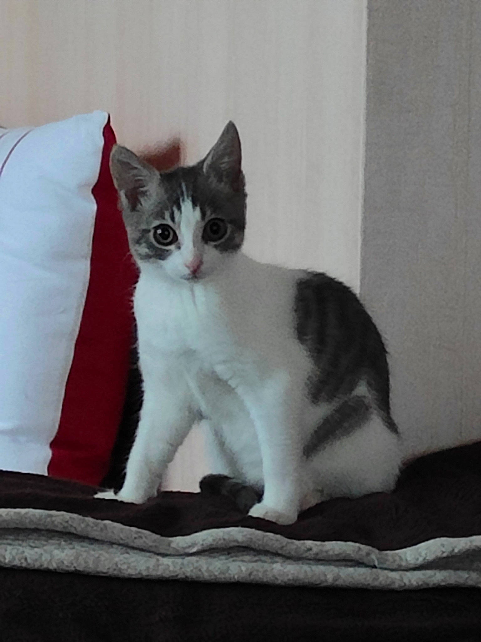 Mitsy participe au concours pour gagner de l'argent avec cette photo : carnivore, cat, cat_supply, comfort, domestic_short_haired_cat, eye, felidae, fur, grey, linens, monochrome_photography, paw, sitting, small_to_medium_sized_cats, tail, whiskers