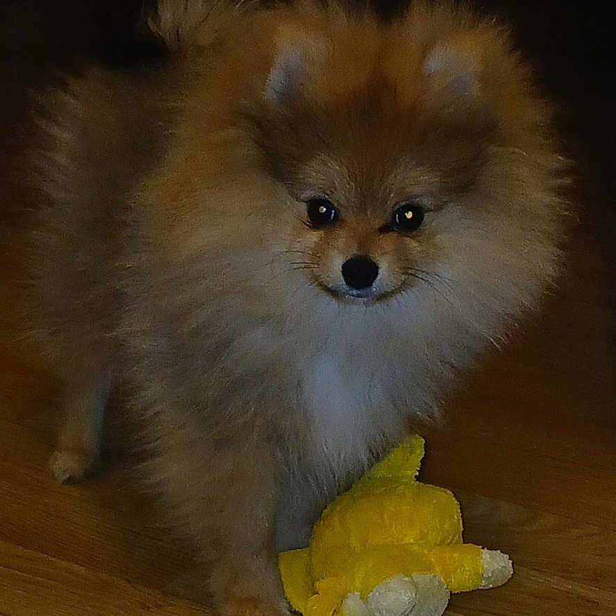 Cookie a rejoint le concours — aidez-le/la à gagner de superbes lots ! animal, canine, chow, cockerspaniel, couch, dog, eskimodog, fox, furniture, hardwood, indoors, interiordesign, papillon, pet, plush, poodle, puppy, terrier, toy, wood