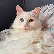 Duchess is registered to the contest to win money with this photo: cat, white_cat, fluffy_fur, heterochromia, blue_eye, green_eye, pet, indoor, bed, blanket, heart_pattern, closeup, portrait, feline, cute, relaxed, animal, domestic_cat, soft, cozy